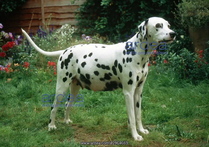 : Dalmatian Dog : Dalmatian Dog
