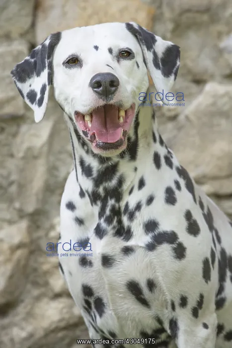 : Dalmatian Dog : Dalmatian Dog