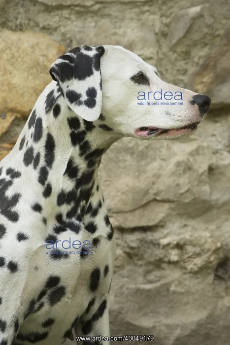 : Dalmatian Dog : Dalmatian Dog