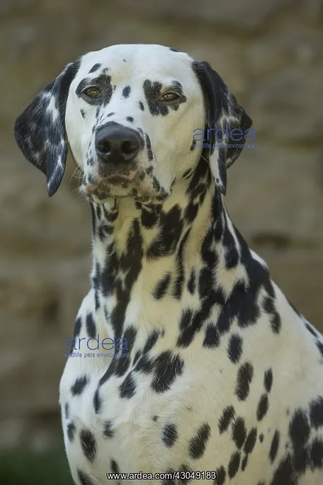 : Dalmatian Dog : Dalmatian Dog