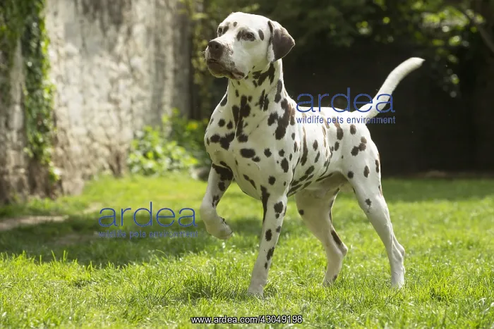 : Dalmatian Dog : Dalmatian Dog