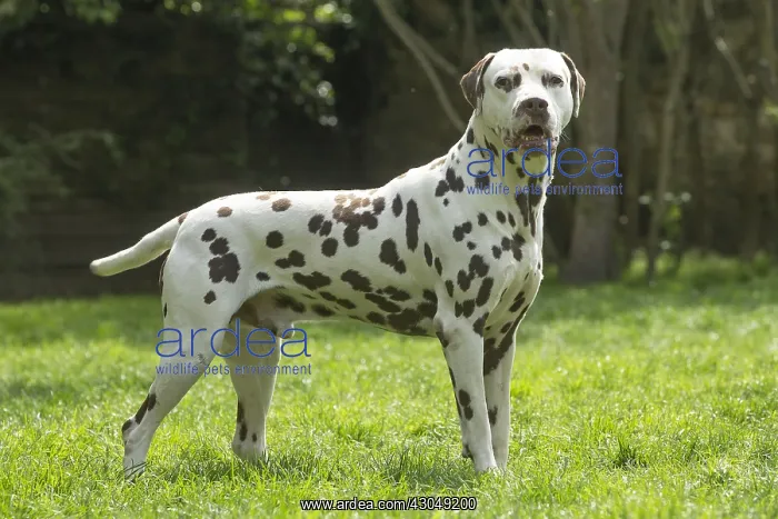 : Dalmatian Dog : Dalmatian Dog