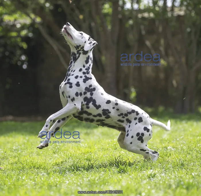 : Dalmatian Dog : Dalmatian Dog