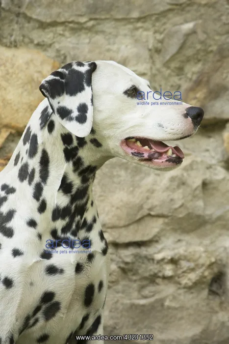 : Dalmatian Dog : Dalmatian Dog