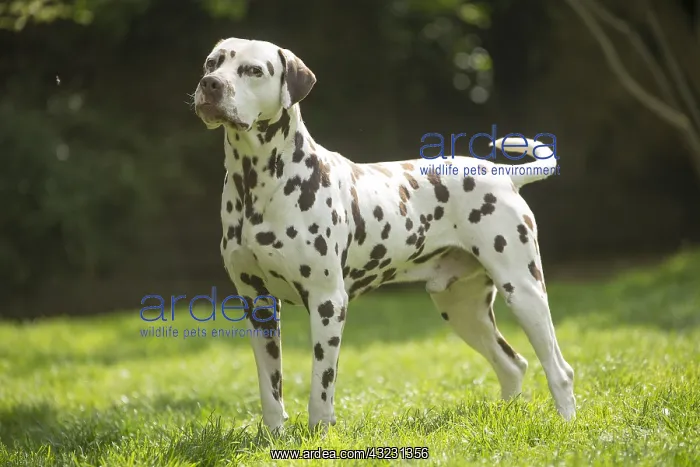 : Dalmatian Dog : Dalmatian Dog