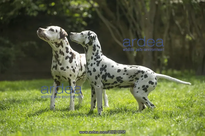: Dalmatian Dog : Dalmatian Dog