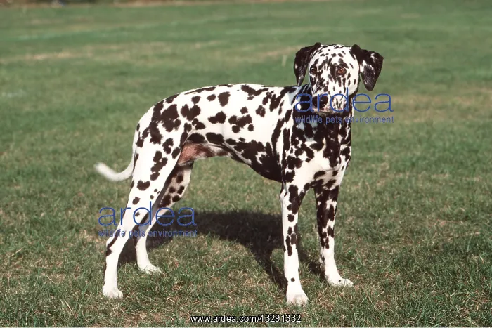 : Dalmatian DOG : Dalmatian DOG