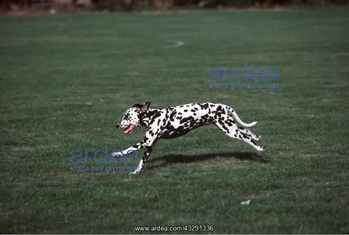 : DALMATIAN DOG : DALMATIAN DOG