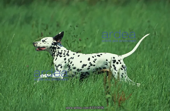 : Dalmatian Dog, Adult running through Long Grass : Dalmatian Dog, Adult running through Long Grass