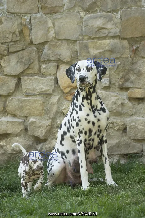 : Dalmatian Dog adult and young : Dalmatian Dog adult and young