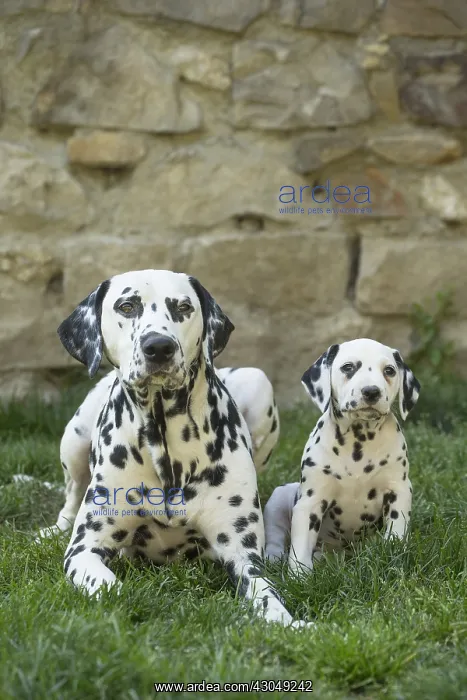 : Dalmatian Dog adult and young : Dalmatian Dog adult and young