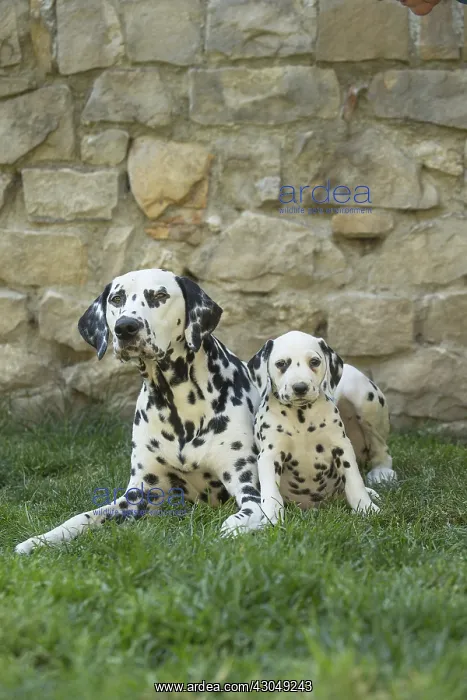 : Dalmatian Dog adult and young : Dalmatian Dog adult and young
