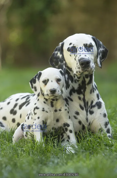 : Dalmatian Dog adult and young : Dalmatian Dog adult and young