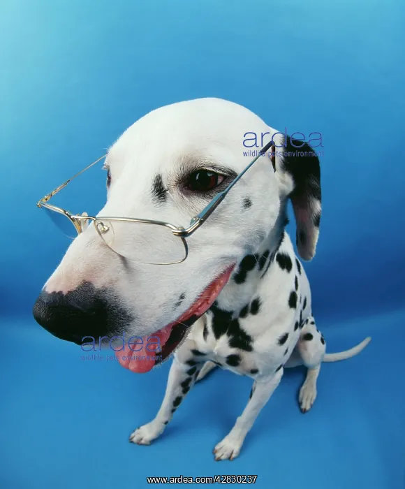 : Dalmatian Dog - With glasses : Dalmatian Dog - With glasses
