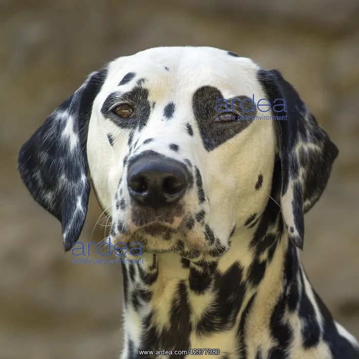: Dalmatian Dog with heart shaped spot over eye : Dalmatian Dog with heart shaped spot over eye