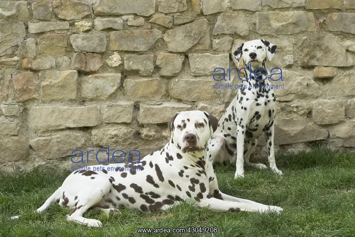 : Dalmatian Dog male and femal pair : Dalmatian Dog male and femal pair