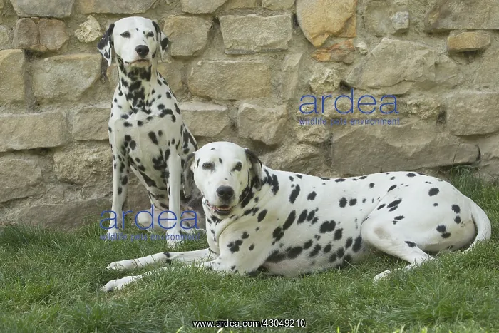 : Dalmatian Dog male and femal pair : Dalmatian Dog male and femal pair