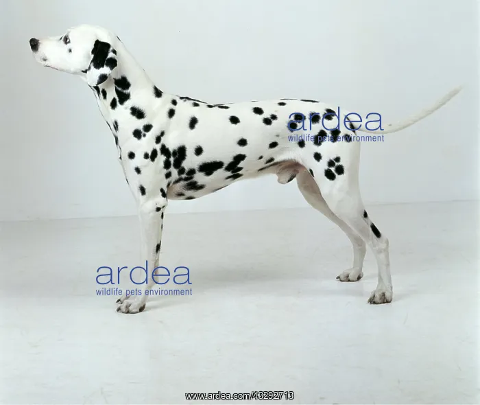 : DALMATIAN DOG - male, standing. Side view : DALMATIAN DOG - male, standing. Side view