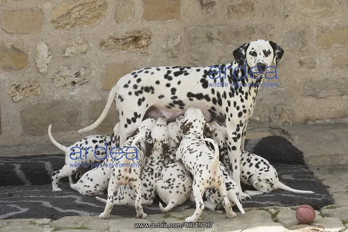 : Dalmatian Dog mother with young feeding : Dalmatian Dog mother with young feeding