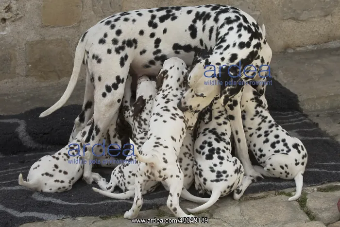 : Dalmatian Dog mother with young feeding : Dalmatian Dog mother with young feeding