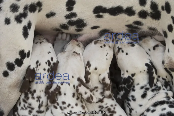 : Dalmatian Dog mother with young feeding : Dalmatian Dog mother with young feeding