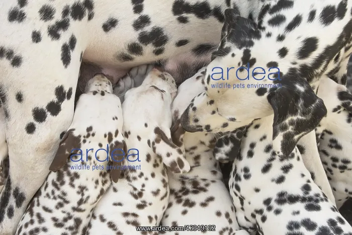 : Dalmatian Dog mother with young feeding : Dalmatian Dog mother with young feeding