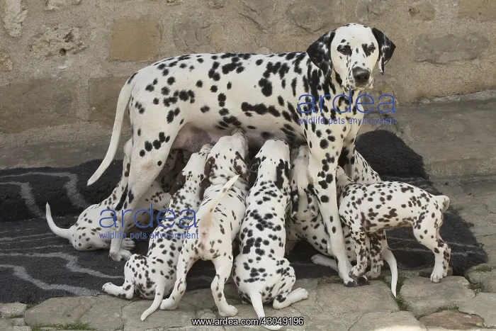 : Dalmatian Dog mother with young feeding : Dalmatian Dog mother with young feeding