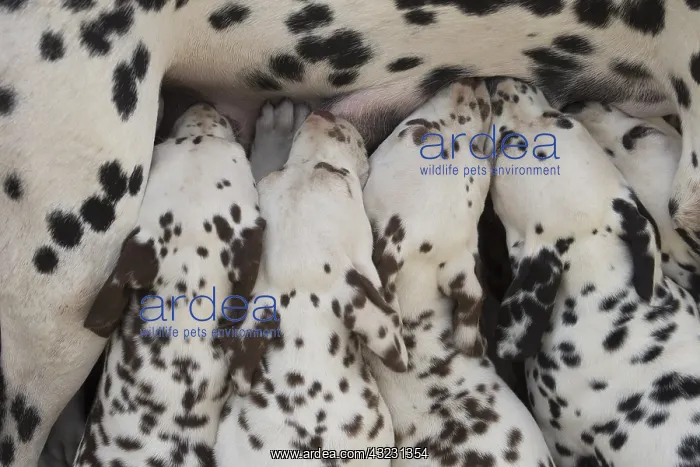 : Dalmatian Dog mother with young feeding : Dalmatian Dog mother with young feeding