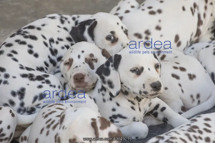  : Dalmatian Dog puppies
