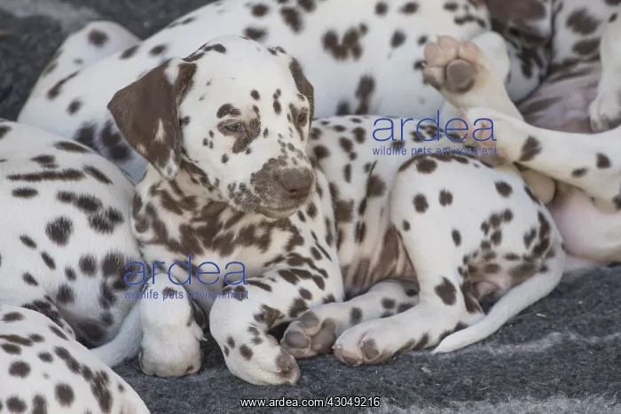  : Dalmatian Dog puppies