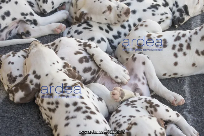  : Dalmatian Dog puppies