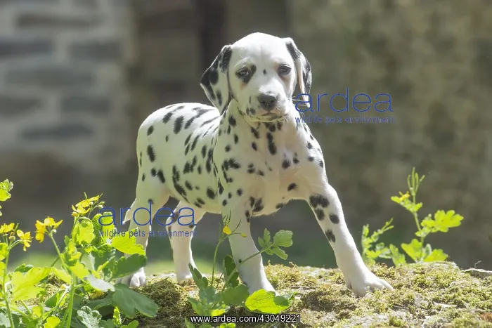 : Dalmatian Dog puppies : Dalmatian Dog puppies