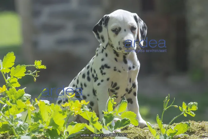 : Dalmatian Dog puppies : Dalmatian Dog puppies