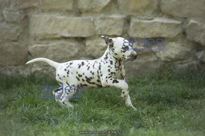 : Dalmatian Dog puppies : Dalmatian Dog puppies