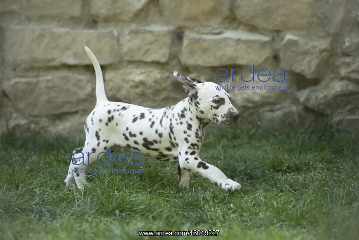 : Dalmatian Dog puppies : Dalmatian Dog puppies