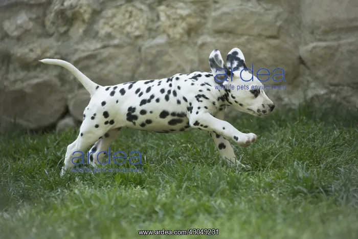 : Dalmatian Dog puppies : Dalmatian Dog puppies