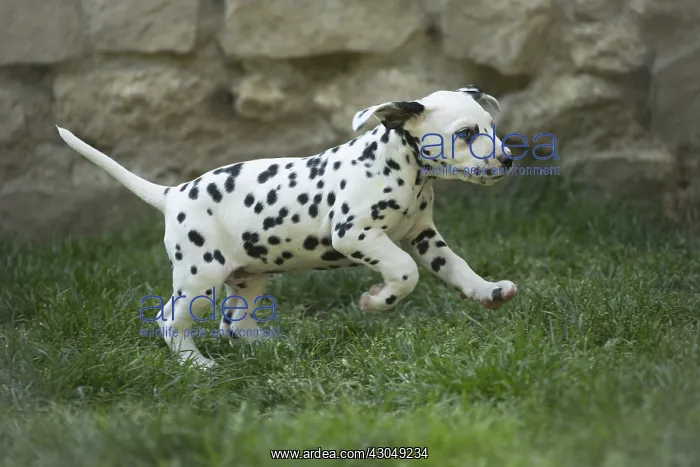 : Dalmatian Dog puppies : Dalmatian Dog puppies