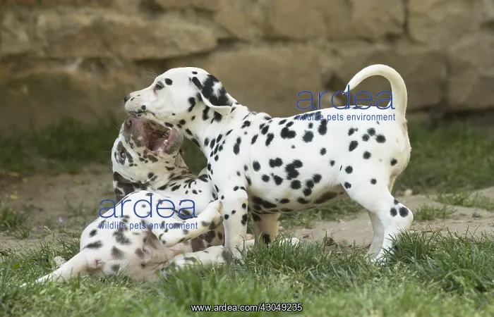 : Dalmatian Dog puppies : Dalmatian Dog puppies