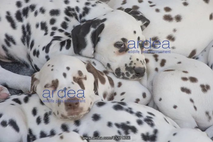 : Dalmatian Dog puppies