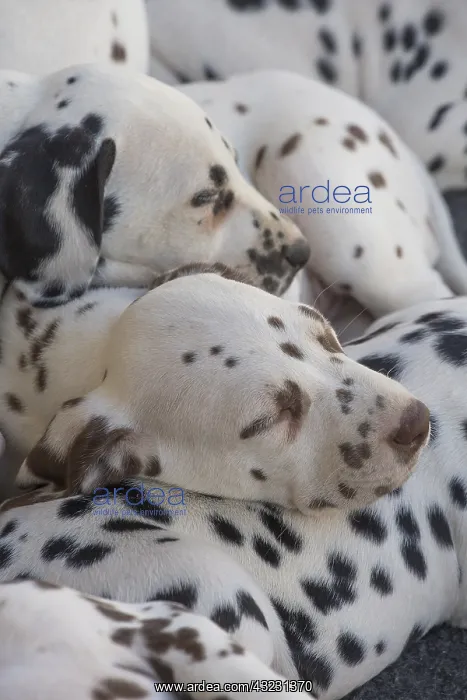  : Dalmatian Dog puppies