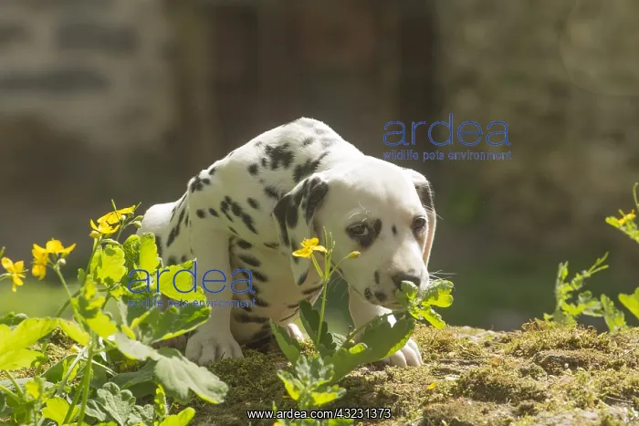 : Dalmatian Dog puppies : Dalmatian Dog puppies