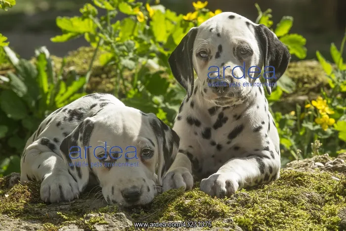  : Dalmatian Dog puppies