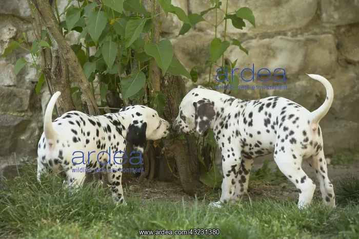 : Dalmatian Dog puppies : Dalmatian Dog puppies