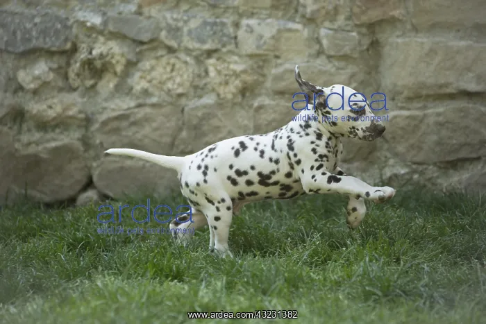 : Dalmatian Dog puppies : Dalmatian Dog puppies