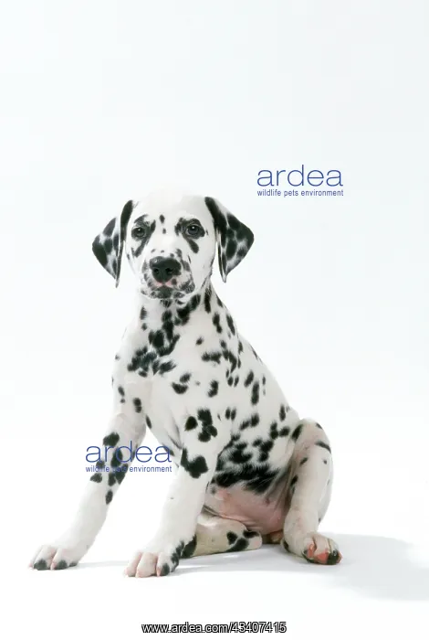 : Dalmatian Dog - puppy 8 weeks old : Dalmatian Dog - puppy 8 weeks old