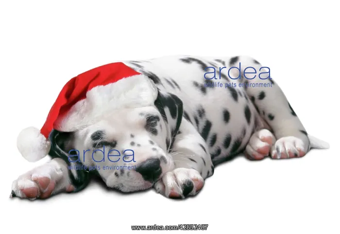 : Dalmatian Dog - Puppy asleep, wearng Christmas hat : Dalmatian Dog - Puppy asleep, wearng Christmas hat