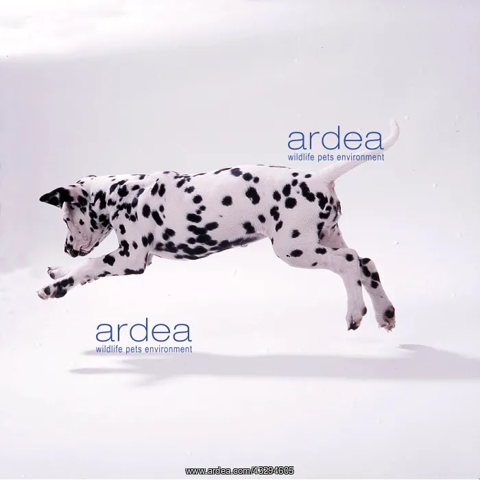 : Dalmatian DOG - puppy jumping : Dalmatian DOG - puppy jumping