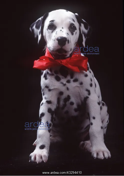 : Dalmatian DOG - puppy in red bow : Dalmatian DOG - puppy in red bow