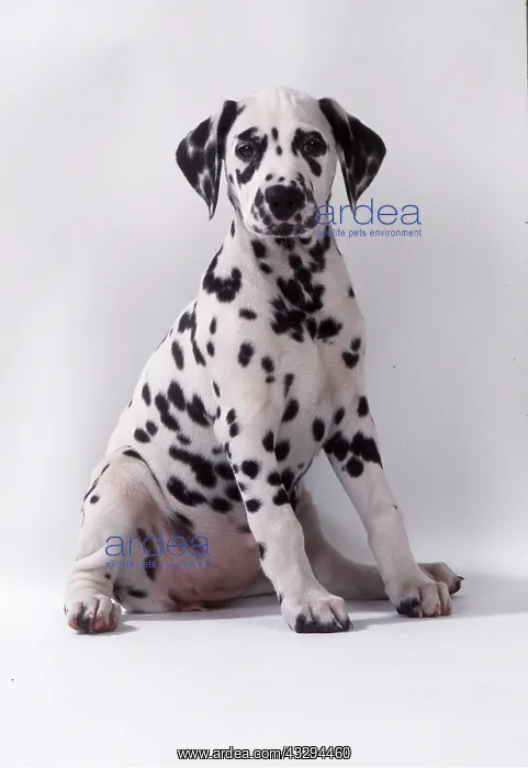 : DALMATIAN DOG - puppy sitting facing : DALMATIAN DOG - puppy sitting facing