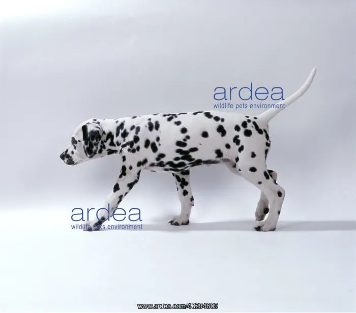 : Dalmatian DOG - puppy walking : Dalmatian DOG - puppy walking